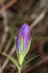 Catesby's gentian